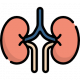 kidneys